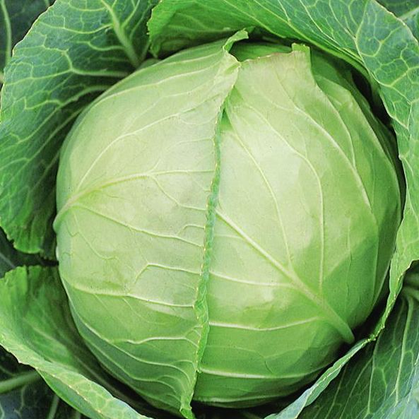 Насіння Капуста білокочанна Слава Агроном ТД Гекса-Україна 01-06-110 5 г (IR02462) Насіння Капуста білокочанна Слава Агроном ТД Гекса-Україна 01-06-110 5 г (IR02462)