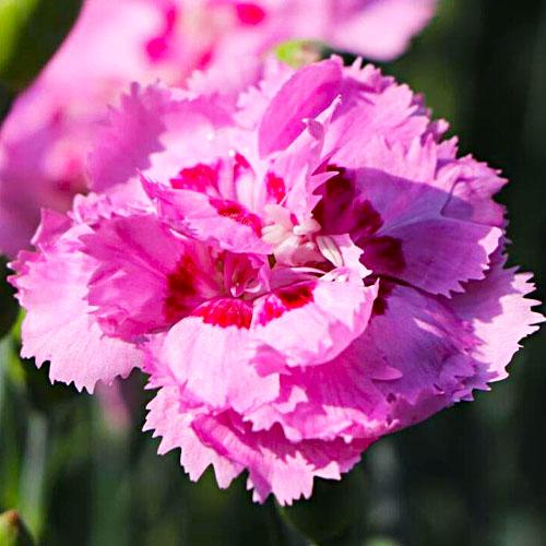 Гвоздика Florium Maggie (3906)