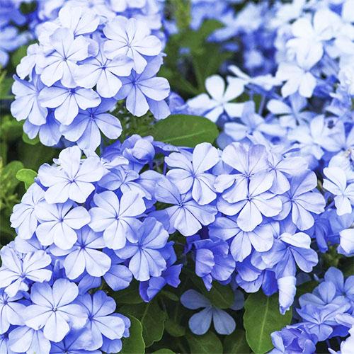 Плюмбаго Ушковидное Florium