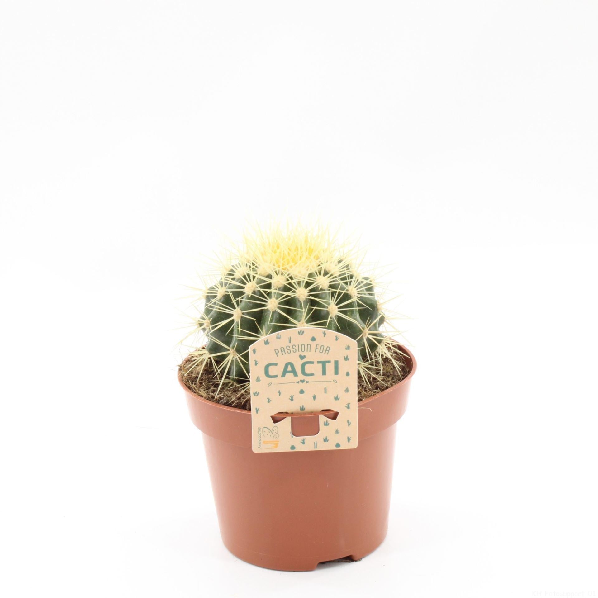 Эхинокактус Грузона Echinocactus Grusonii (38300273)