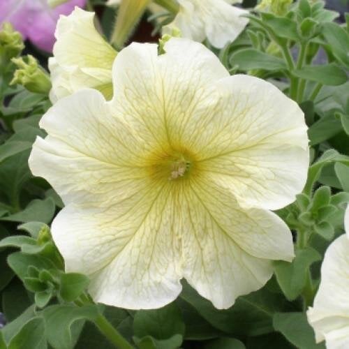 Насіння квітів Петунія великоквіткова Prism Sunshine Floranova 500 шт. (BN07793-2)