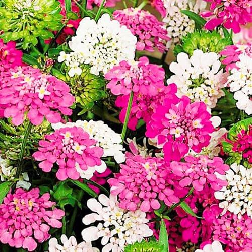 Насіння Іберіс Florium суміш (17715) - фото 2