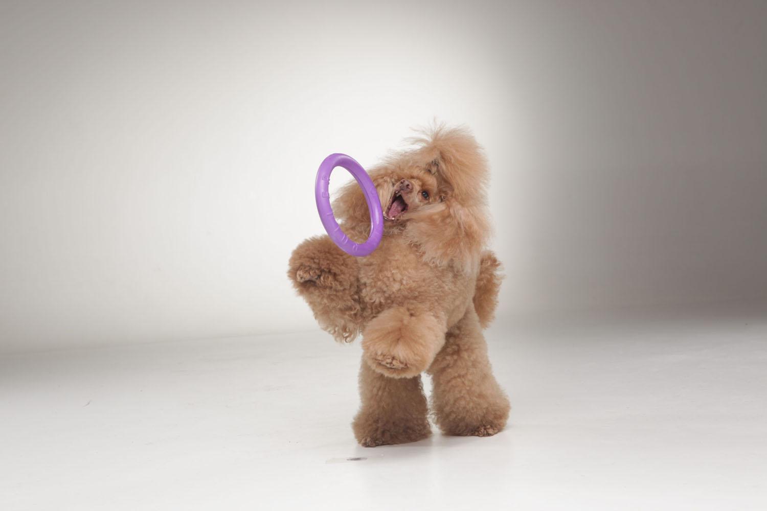 Тренувальний снаряд для собак Puller Mini 18 см (6491) - фото 8 Тренувальний снаряд для собак Puller Mini 18 см (6491) - фото 8