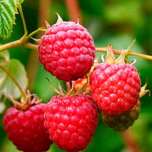 Саджанець Малина Новокитаївська ранній термін дозрівання сорт добре стійкий до хвороб (177734)