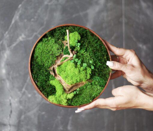 Панно из стабилизированного мха D 20 см