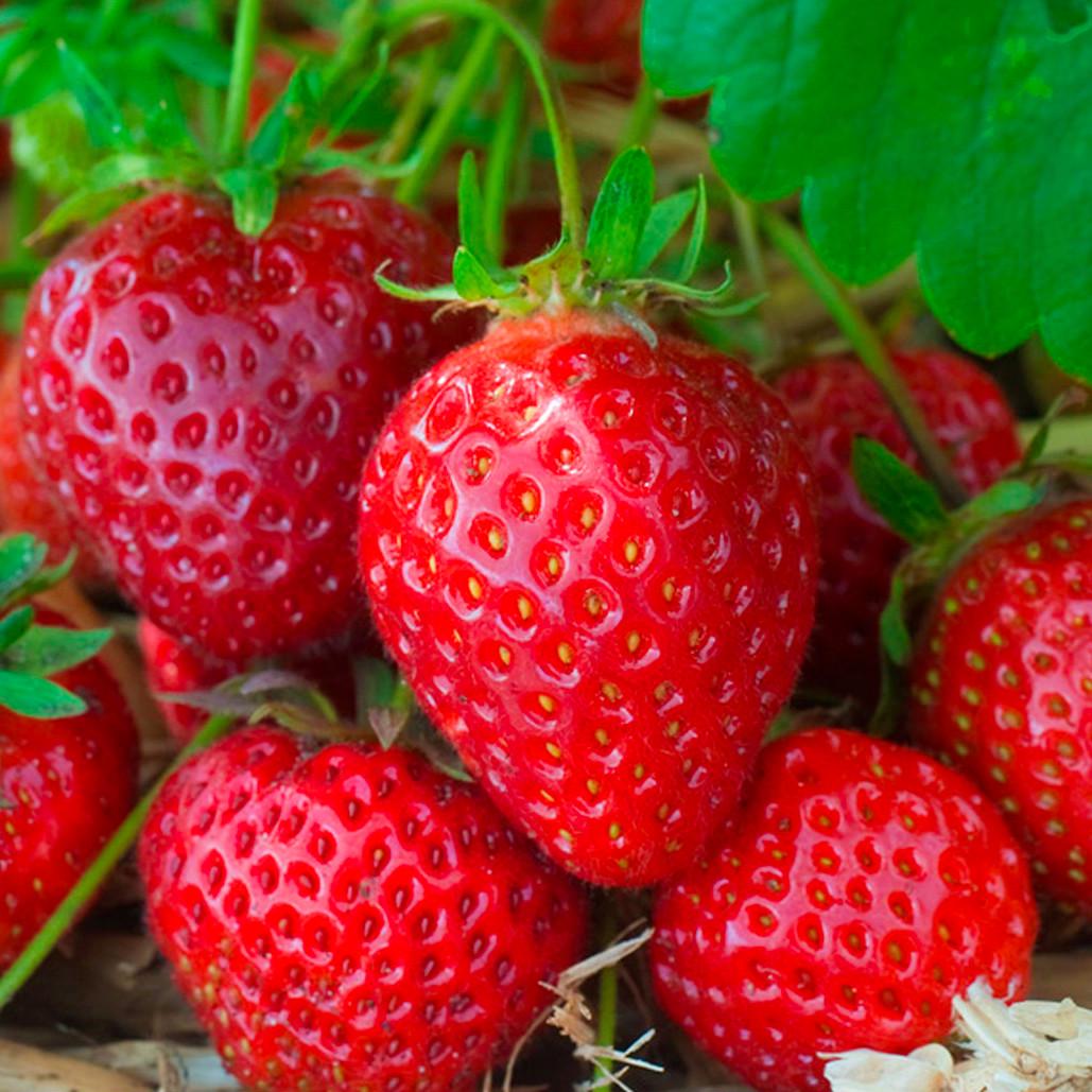 Саженец клубники Anabelle ремонтантная сочная (1896538497)