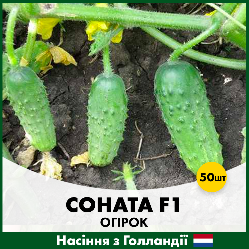 Насіння огірка Rijk Zwaan Соната F1 50 шт. (00173)
