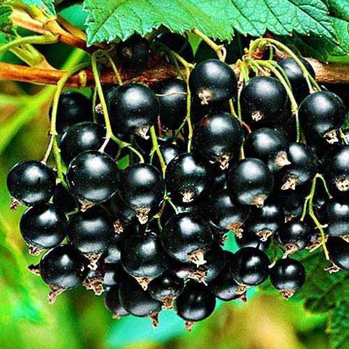 Саджанець Смородина чорна Бен Конан Ben Connan ранній термін дозрівання зимостійкий сорт (44816)
