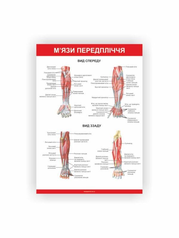 Плакат Vivay Мышцы предплечья 30х40 см (25670102)