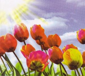 Фотошпалери на паперовій основі Ніка Тюльпани 6Л 140х145 см (2000000453644)