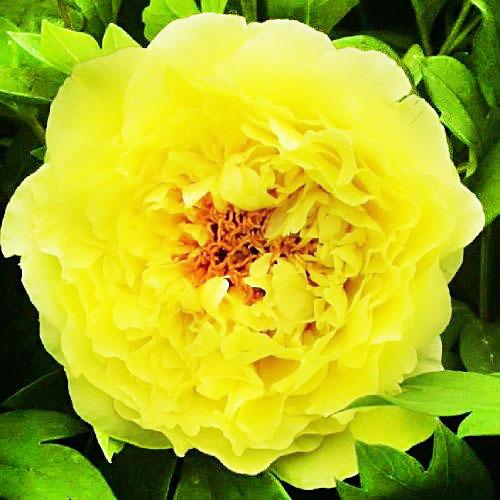 Пион Florium Kinko Jin Huang древовидный (2763)