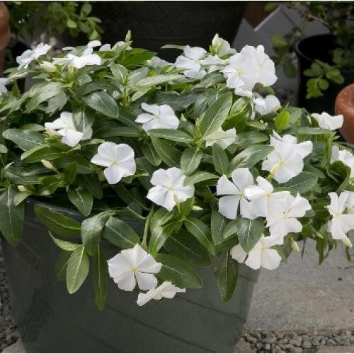 Насіння квітів Катарантус рожевий Solar Avalanche F1 white Hem Genetics 500 шт. (BN09187)