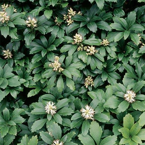 Пахизандра Florium Terminalis (10522)