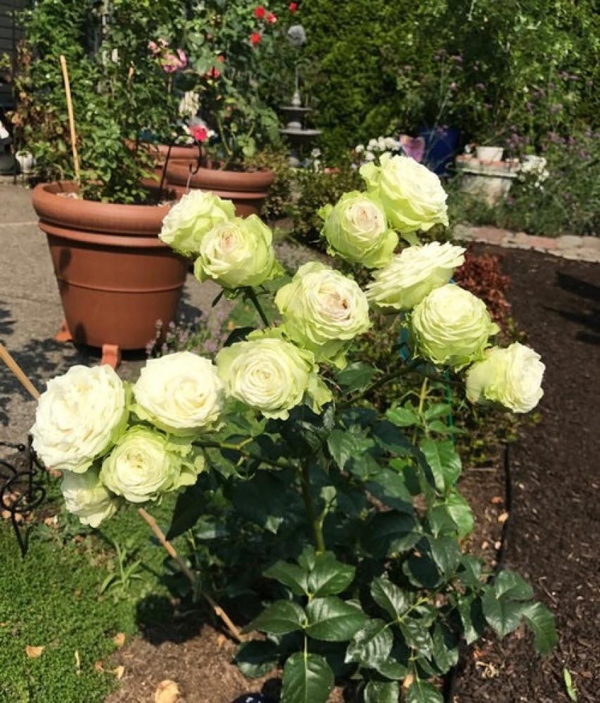 Роза Green Romantica Чайно-гибридная в контейнере (2677332366) - фото 3