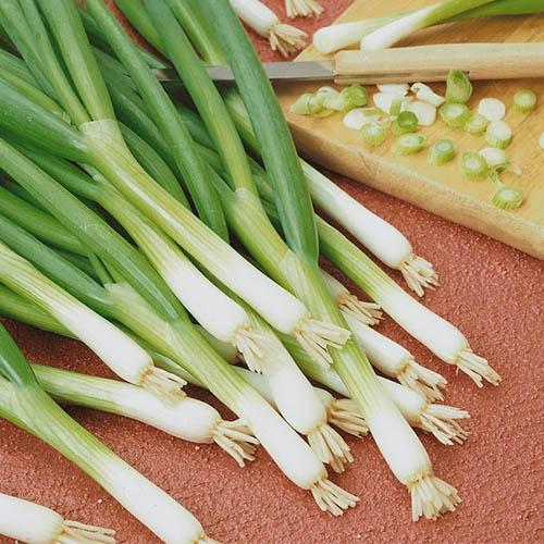 Семена Цибуля Florium Батун (22495)