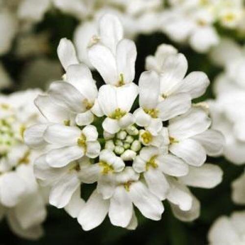 Семена цветов Иберис вечнозеленый WHITEOUT Kieft Seed 1000 шт. (BN04326)