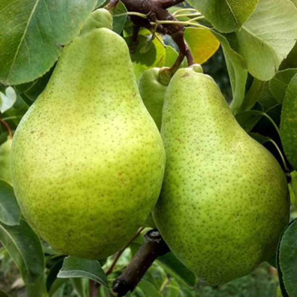 Саженец груши Ноябрьская 2 летний (14965880)