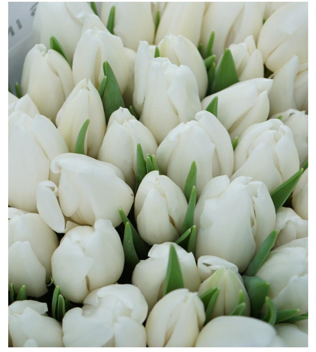 Тюльпан Белый Медведь детки 150 г луковиц (191) - фото 2