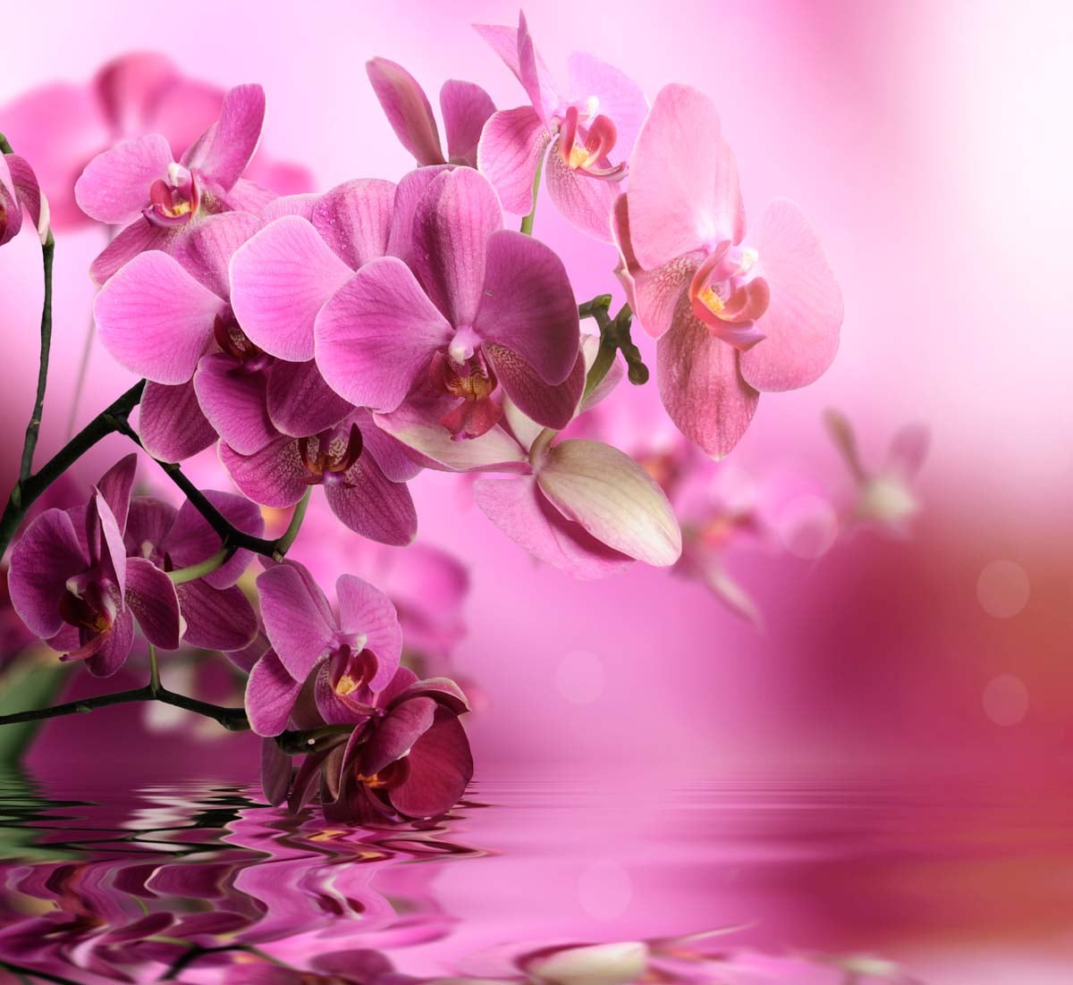 Фотообои WS Wallpaper Цветы над водой 294x270 см (409)