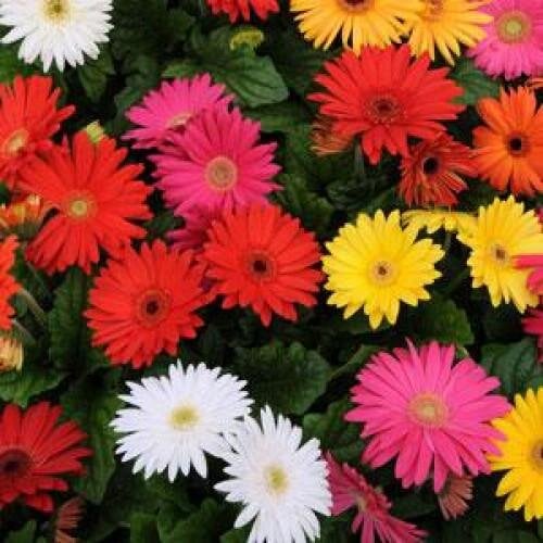 Семена цветов Гербера Дж MEGA REVOLUTION MIX SELECT Kieft Seed 100 шт. (BN01147)
