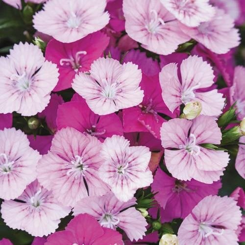 Семена цветов Гвоздика межвидовая JOLT Pink Magic PanAmerican 25 шт. (BN08328-3)