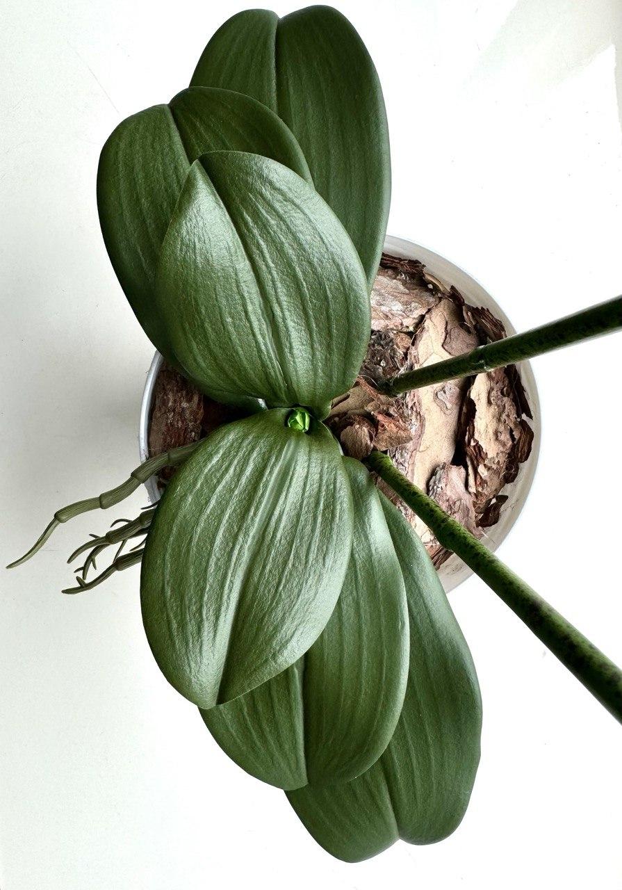 Орхідея штучна ПЛАСТМАКС латексна на дві гілки Жовтий (O28) - фото 4