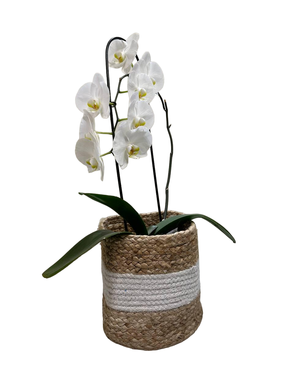 Кошик плетений для кімнатних рослин 20x20 см Білий/Бежевий (20RKSMV)