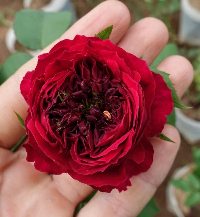 Роза английская Velet Tess в контейнере (2558773464) - фото 2