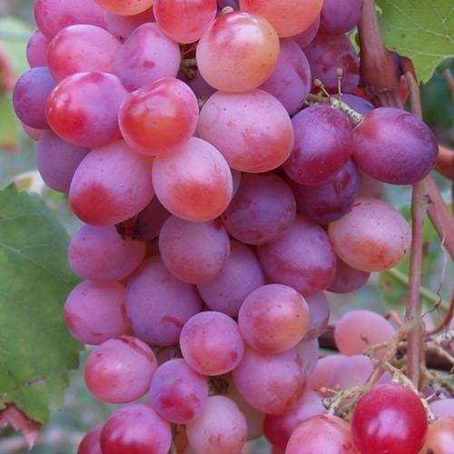 Сажанец Виноград Памяти отца ранне-средний срок созревания (25530)