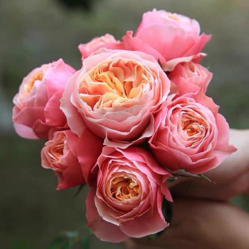 Роза Velet Vuvuzela Classic Чайно-гибридная в контейнере (2669429332)