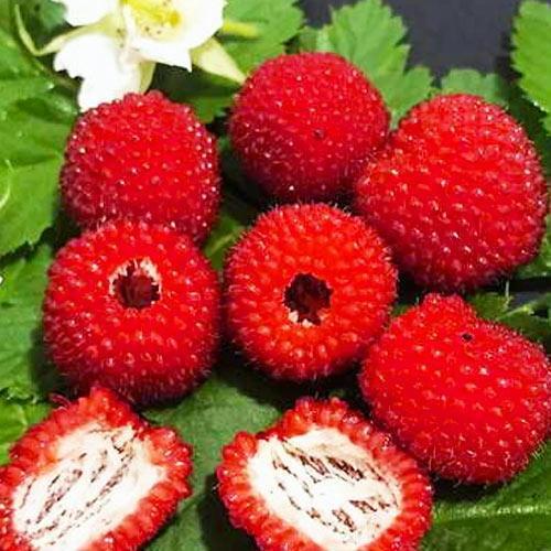 Тібетська малина яскраво-червоний Amazing гібридний сорт (29294063)