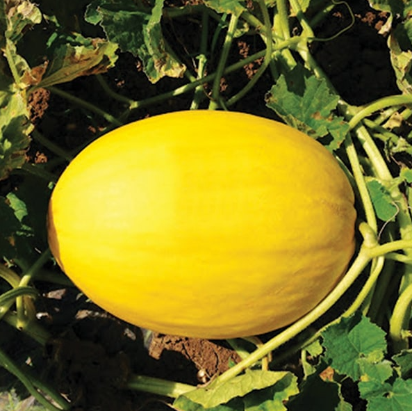 Семена Дыня Бабор F1 ТД Гекса-Украина 4882 1000 шт. (IR02276)