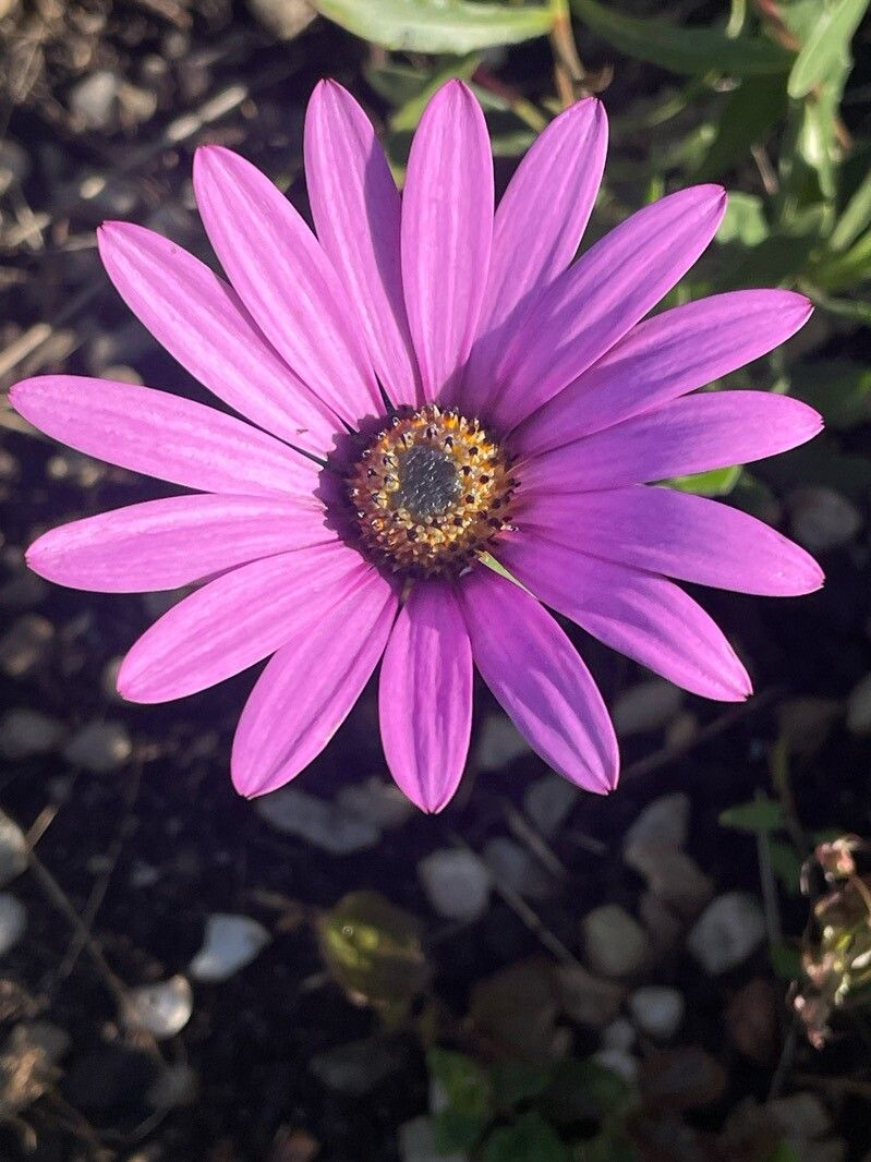 Семена Остеоспермум Асти For Hobby GL Seeds смесь однолетняя низкорослая африканская ромашка 0,2 г