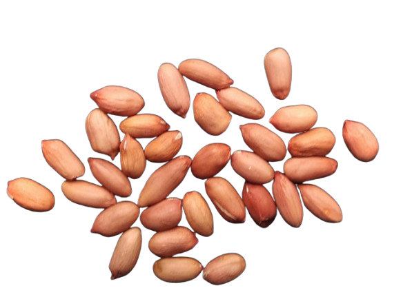 Арахис сорт Вирджиния семена 20 шт.