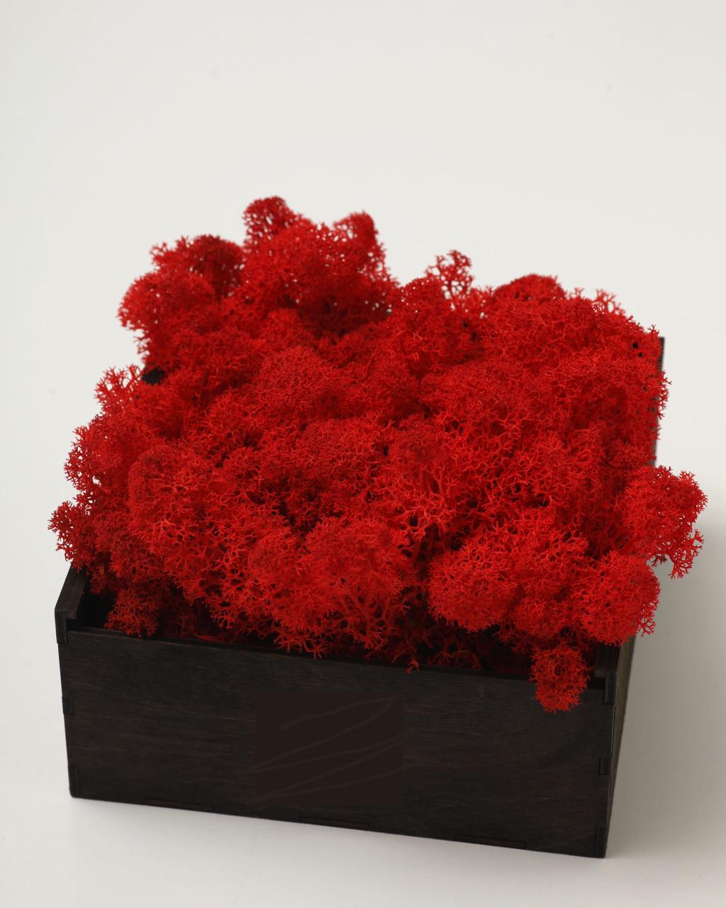 Стабилизированный мох Autumn (20698548) - фото 5 Стабилизированный мох Autumn (20698548) - фото 5