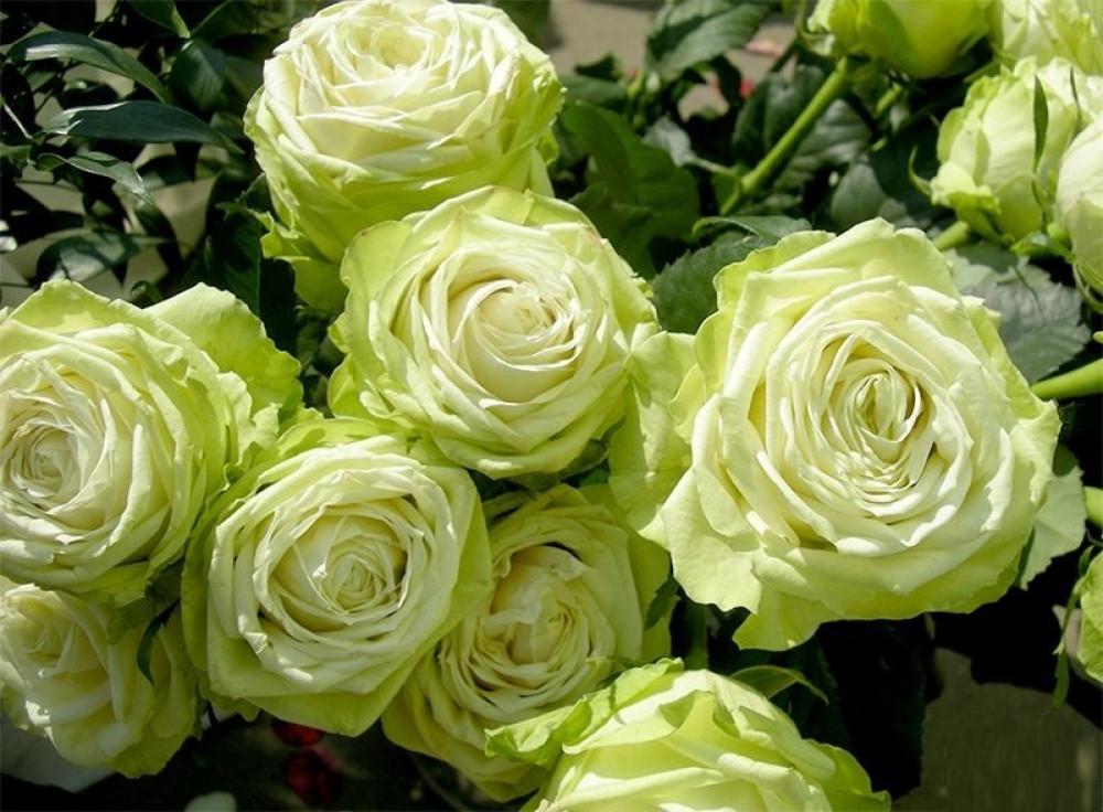 Роза Green Romantica Чайно-гибридная в контейнере (2677332366) - фото 2