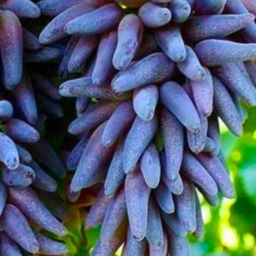 Саджанець Виноград Відьом пальці Witch Fingers унікальний сорт (105199)