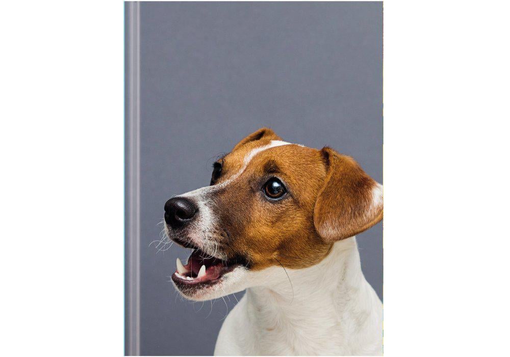 Ежедневник недатированный Economix Color A5 320 стр. принт (E22038)