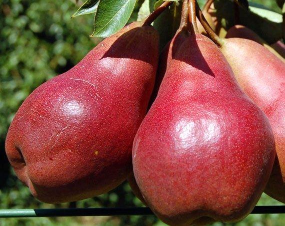 Саджанець груши Вільямс червоний Руж Дельбара (2831111831)