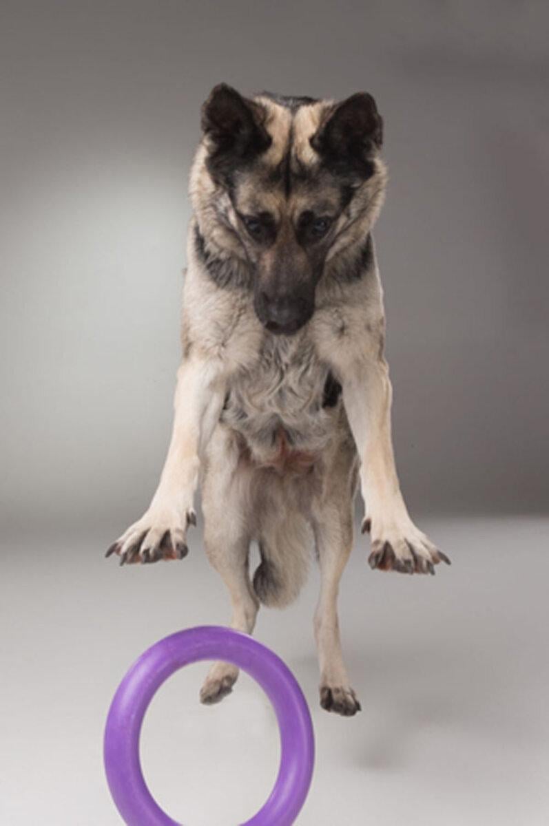 Тренувальний снаряд для собак PULLER Standard D 28 см (25881220) - фото 10 Тренувальний снаряд для собак PULLER Standard D 28 см (25881220) - фото 10