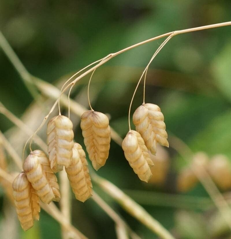 Насіння Бриза Максима 0,25 г трясунка декоративна злакова однорічна Briza maxima сухоцвіт For Hobby GL Seeds