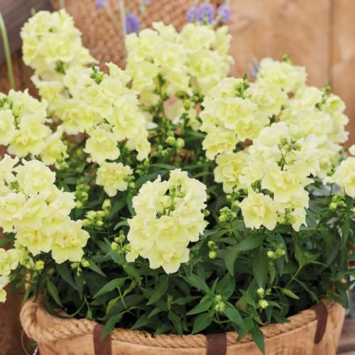 Семена цветов Hem Genetics Львиный зев Twinny Lemon 500 шт. (BN12763-2)