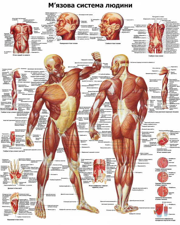 Анатомический плакат Мышечная система 50x64,5 см (0044)