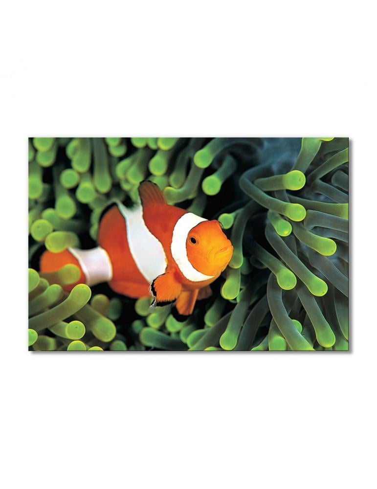 Картина модульная Рыба-клоун 1 модуль 40х60 см