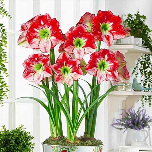 Амариллис Florium Flamenco Queen (2519)