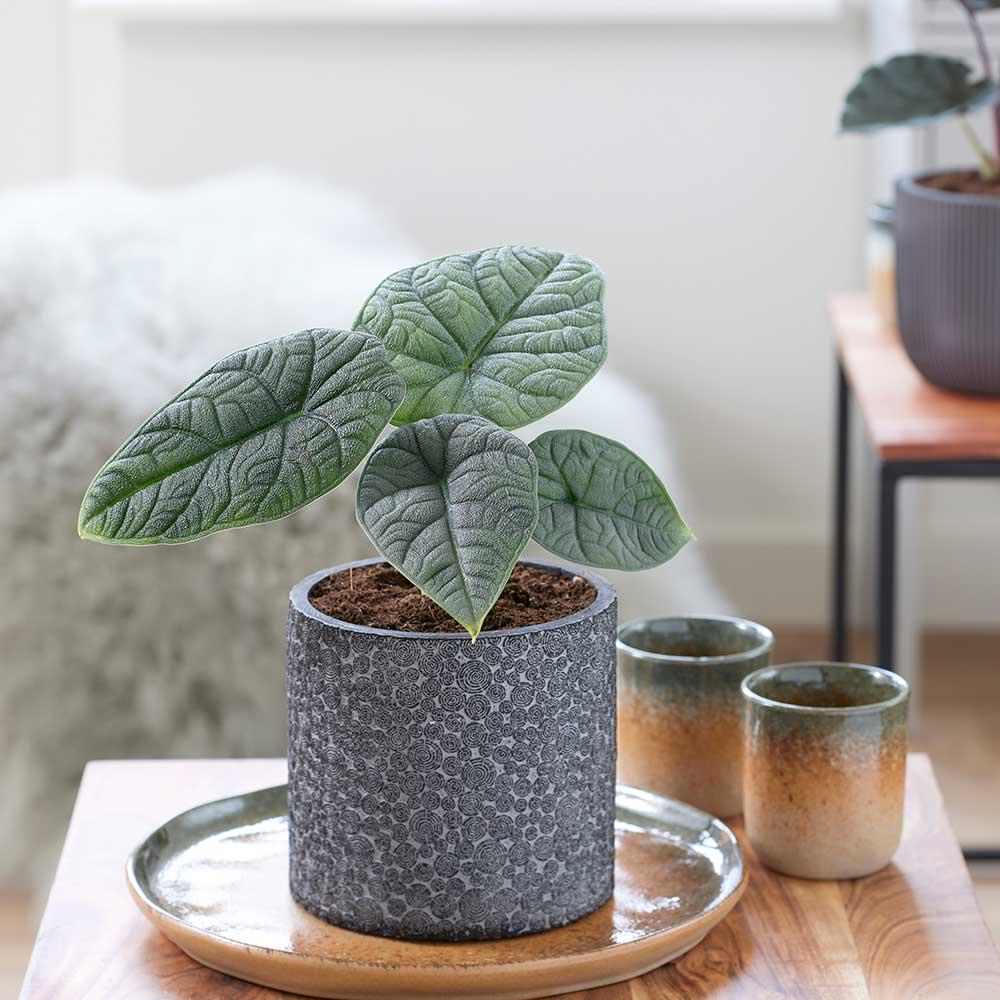 Алоказия Мело (28431386) - фото 2