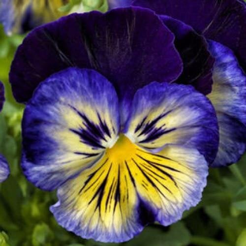 Семена цветов Виола Delta F1 Blue Morpho Syngenta 100 шт. (BN08425-3)