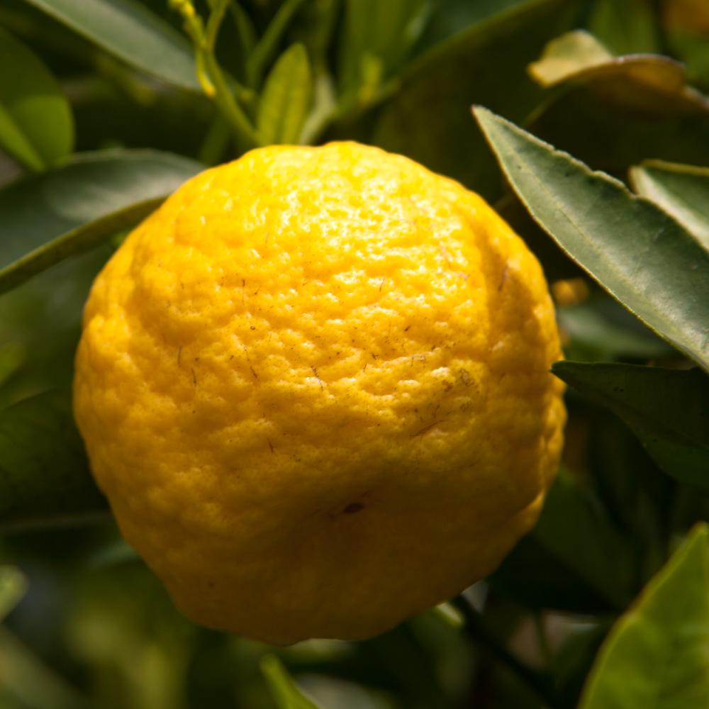 Цитрус Лиметта Пурша Citrus limetta Pursha - фото 2 Цитрус Лиметта Пурша Citrus limetta Pursha - фото 2