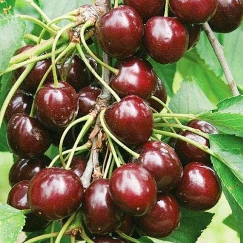 Сажанец Черешня Скороспелка ранний срок созревания (52730)