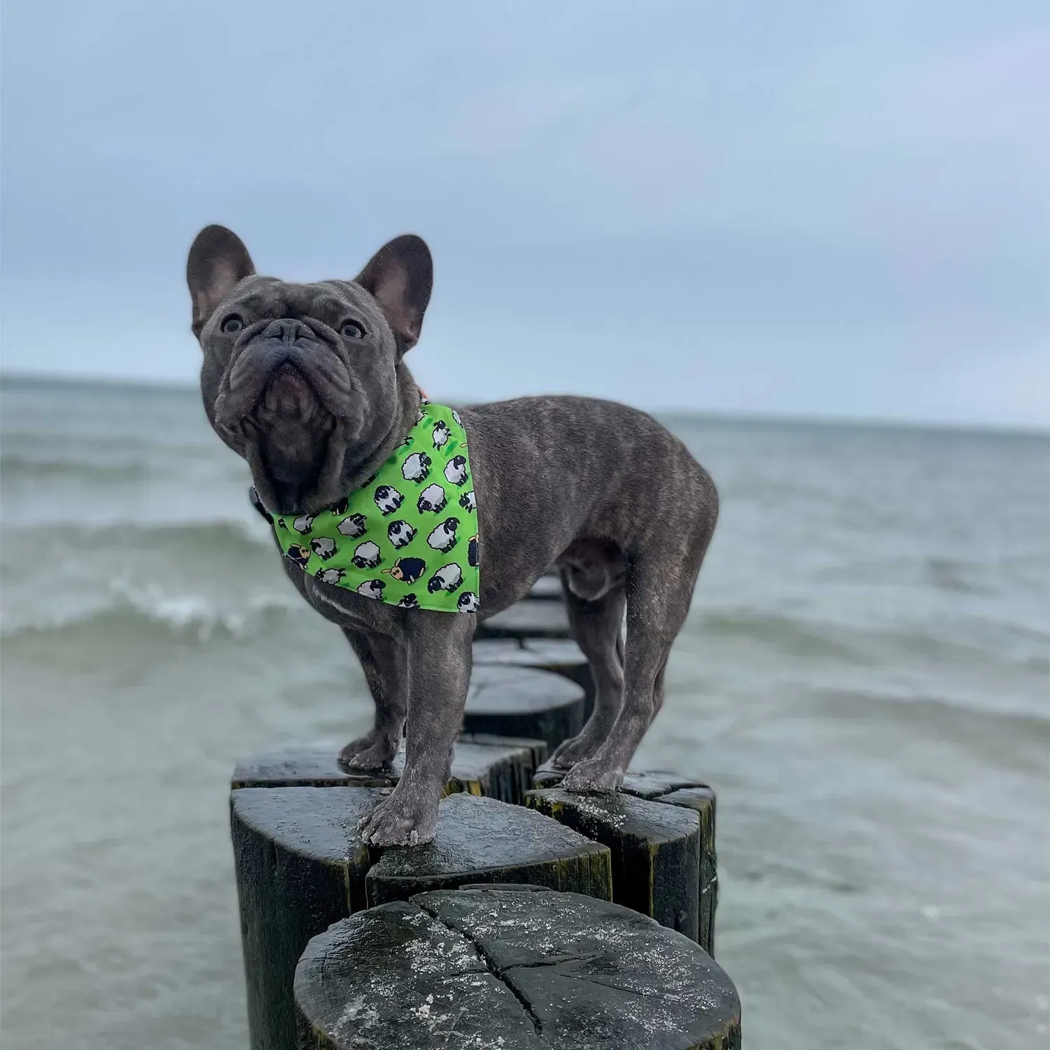 Бандана для собак на ошейник Max & Molly Bandana Sheep из L Black (701033) - фото 3 Бандана для собак на ошейник Max & Molly Bandana Sheep из L Black (701033) - фото 3